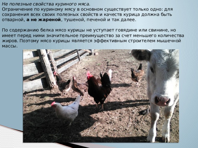 Не полезные свойства куриного мяса.  Ограничение по куриному мясу в основном существует только одно: для сохранения всех своих полезных свойств и качеств курица должна быть отварной, а не жареной , тушеной, печеной и так далее.   По содержанию белка мясо курицы не уступает говядине или свинине, но имеет перед ними значительное преимущество за счет меньшего количества жиров. Поэтому мясо курицы является эффективным строителем мышечной массы.   