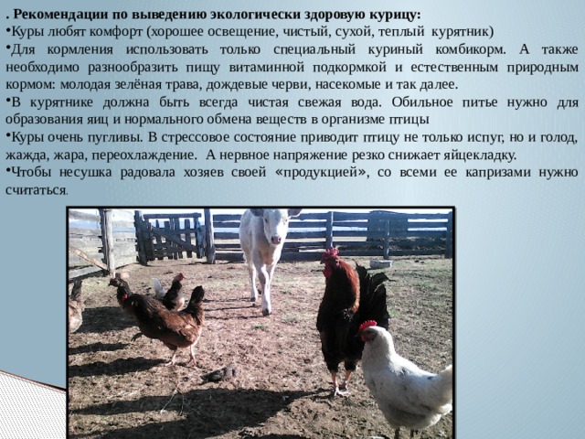 . Рекомендации по выведению экологически здоровую курицу: Куры любят комфорт (хорошее освещение, чистый, сухой, теплый курятник) Для кормления использовать только специальный куриный комбикорм. А также необходимо разнообразить пищу витаминной подкормкой и естественным природным кормом: молодая зелёная трава, дождевые черви, насекомые и так далее. В курятнике должна быть всегда чистая свежая вода. Обильное питье нужно для образования яиц и нормального обмена веществ в организме птицы Куры очень пугливы. В стрессовое состояние приводит птицу не только испуг, но и голод, жажда, жара, переохлаждение. А нервное напряжение резко снижает яйцекладку. Чтобы несушка радовала хозяев своей « продукцией » , со всеми ее капризами нужно считаться . 