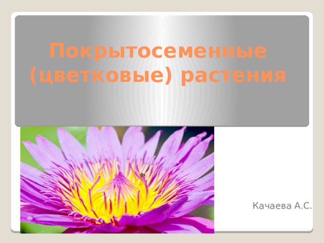 Покрытосеменные (цветковые) растения Качаева А.С. 