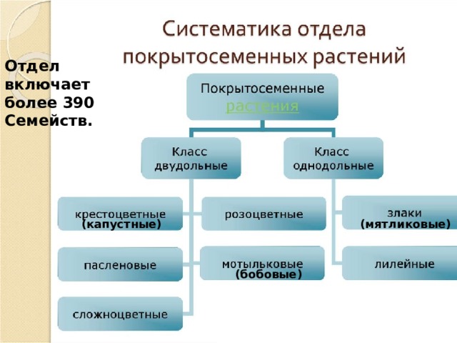 Отдел включает более 390 Семейств. (капустные) (мятликовые) (бобовые) 