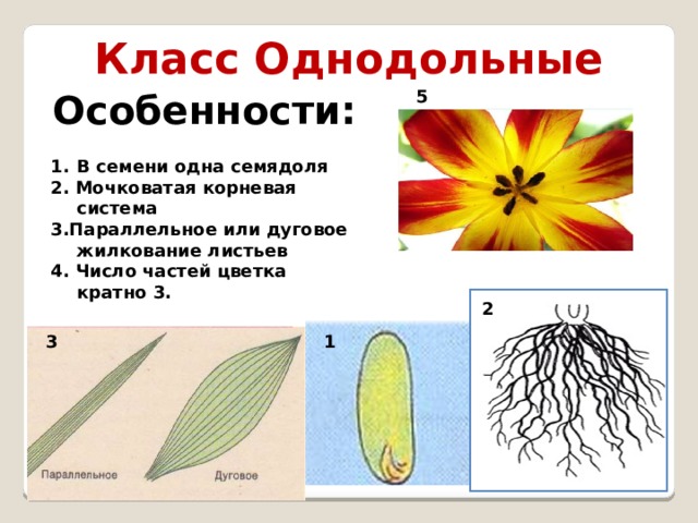 Класс Однодольные Особенности: 5 В семени одна семядоля 2. Мочковатая корневая система 3.Параллельное или дуговое жилкование листьев 4. Число частей цветка кратно 3.  2 1 3 