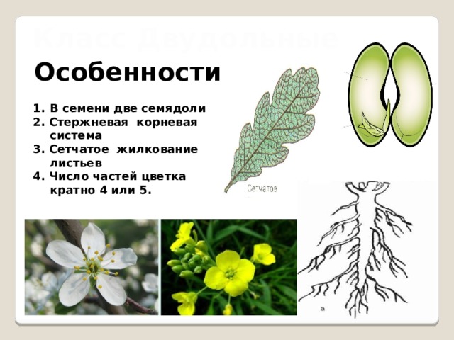 Класс Двудольные Особенности: В семени две семядоли 2. Стержневая корневая система 3. Сетчатое жилкование листьев 4. Число частей цветка кратно 4 или 5.  