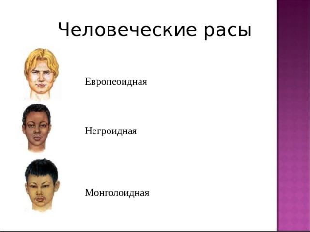 Человеческие расы Европеоидная Негроидная Монголоидная 