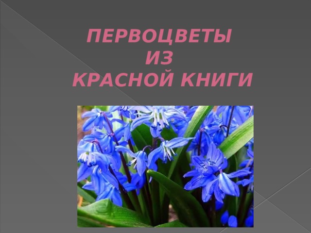  ПЕРВОЦВЕТЫ  ИЗ  КРАСНОЙ КНИГИ   
