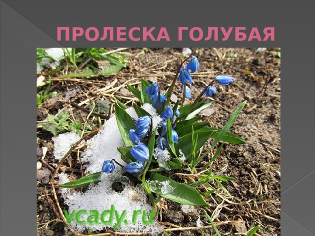 ПРОЛЕСКА ГОЛУБАЯ 