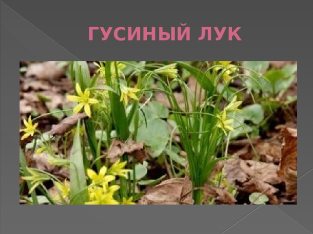 ГУСИНЫЙ ЛУК 