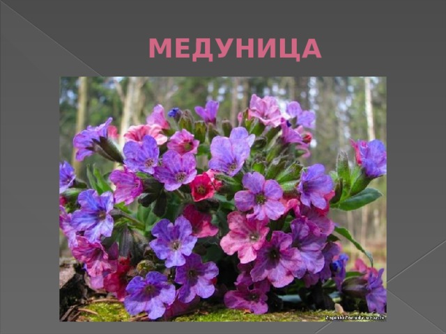 МЕДУНИЦА 