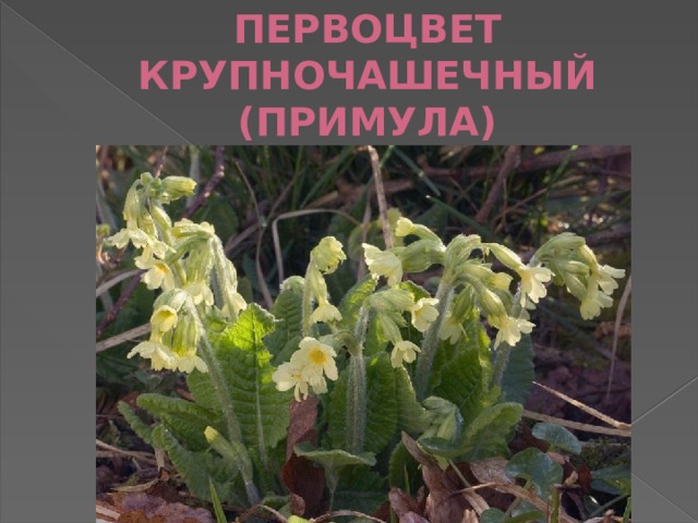 ПЕРВОЦВЕТ КРУПНОЧАШЕЧНЫЙ (ПРИМУЛА) 