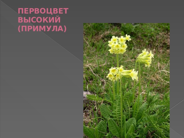ПЕРВОЦВЕТ  ВЫСОКИЙ  (ПРИМУЛА) 
