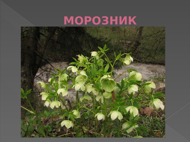 МОРОЗНИК 