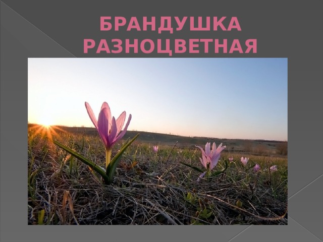БРАНДУШКА РАЗНОЦВЕТНАЯ 