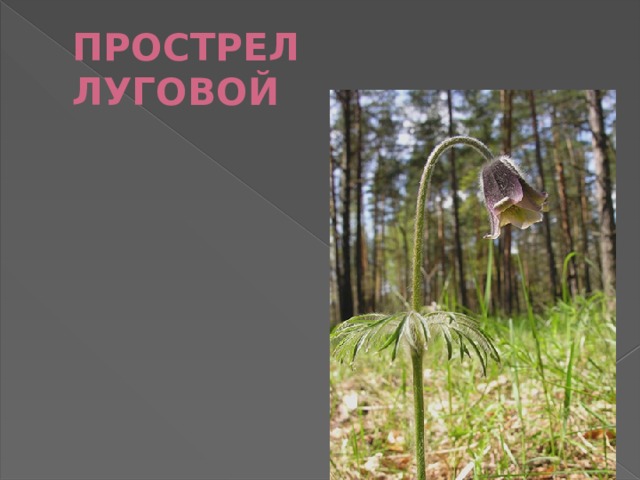 ПРОСТРЕЛ  ЛУГОВОЙ 