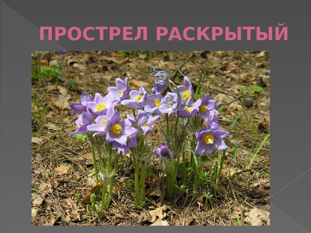 ПРОСТРЕЛ РАСКРЫТЫЙ 