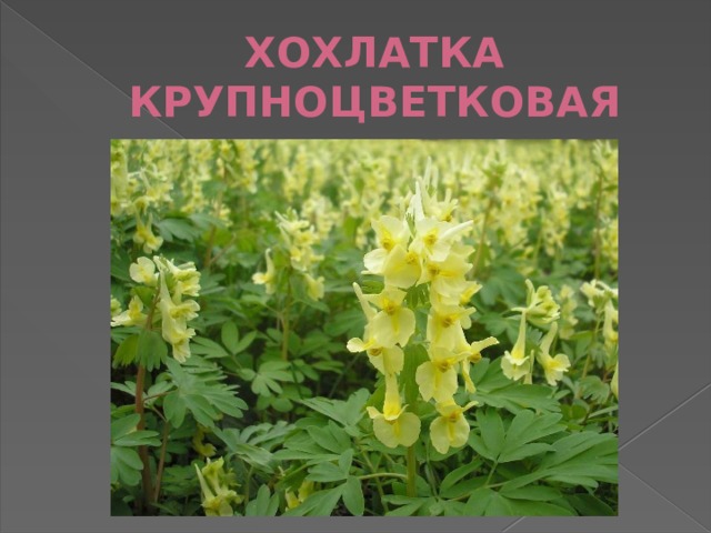 ХОХЛАТКА КРУПНОЦВЕТКОВАЯ 