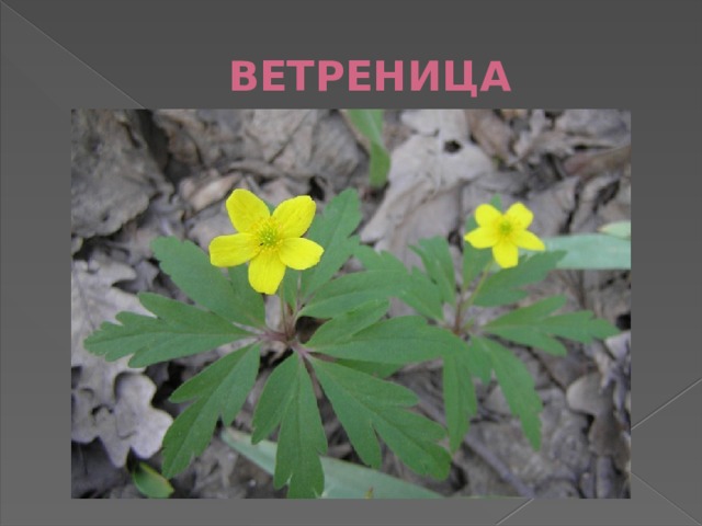 ВЕТРЕНИЦА 