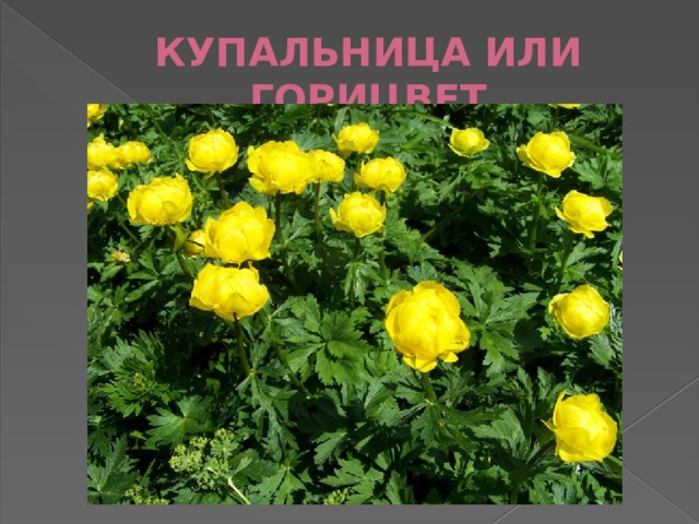 КУПАЛЬНИЦА ИЛИ ГОРИЦВЕТ 