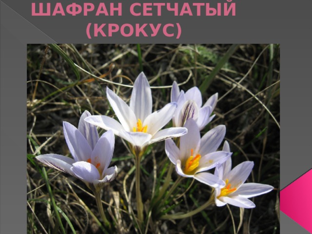 ШАФРАН СЕТЧАТЫЙ (КРОКУС) 