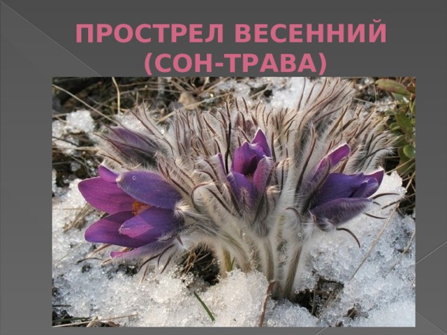ПРОСТРЕЛ ВЕСЕННИЙ  (СОН-ТРАВА) 