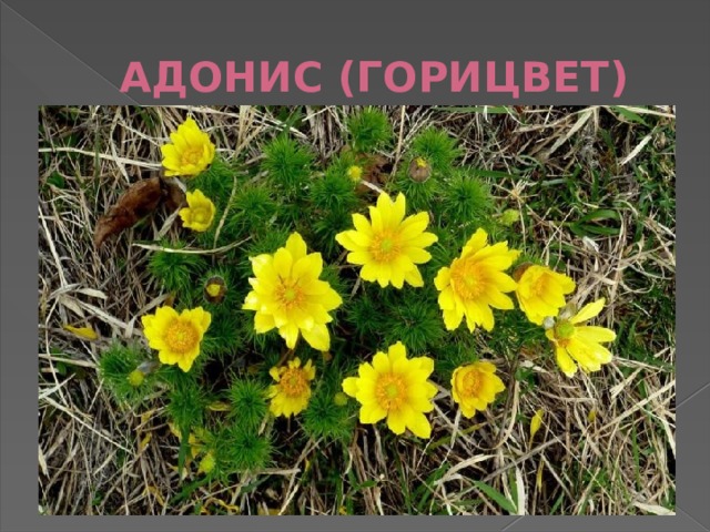 АДОНИС (ГОРИЦВЕТ) 