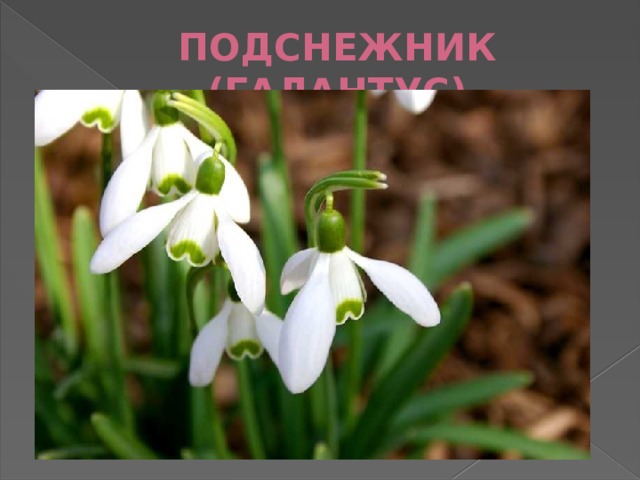 ПОДСНЕЖНИК (ГАЛАНТУС) 