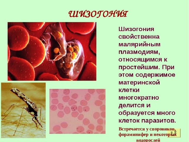 Встречается у споровиков, фораминифер и некоторых  водорослей 