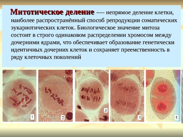  Митотическое деление - — непрямое деление клетки, наиболее распространённый способ репродукции соматических эукариотических клеток. Биологическое значение митоза состоит в строго одинаковом распределении хромосом между дочерними ядрами, что обеспечивает образование генетически идентичных дочерних клеток и сохраняет преемственность в ряду клеточных поколений  