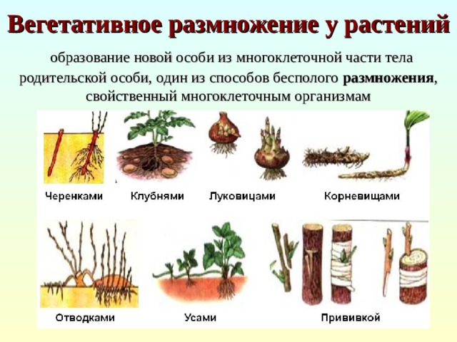   Вегетативное размножение у растений   образование новой особи из многоклеточной части тела родительской особи, один из способов бесполого размножения , свойственный многоклеточным организмам 