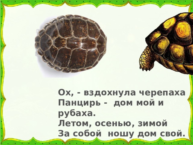Ох, - вздохнула черепаха Панцирь - дом мой и рубаха. Летом, осенью, зимой За собой ношу дом свой. 