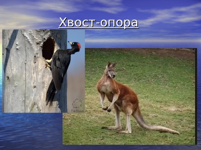 Хвост-опора  