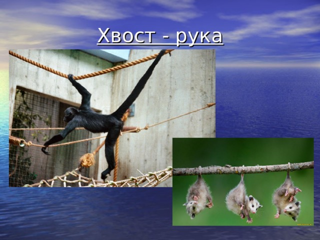 Хвост - рука 