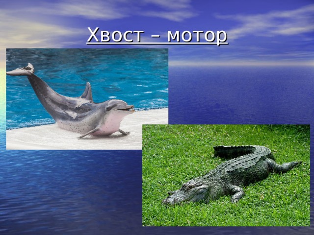 Хвост – мотор   