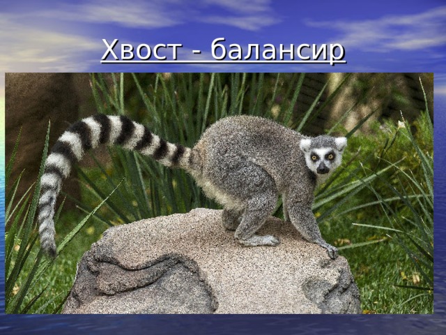 Хвост - балансир 