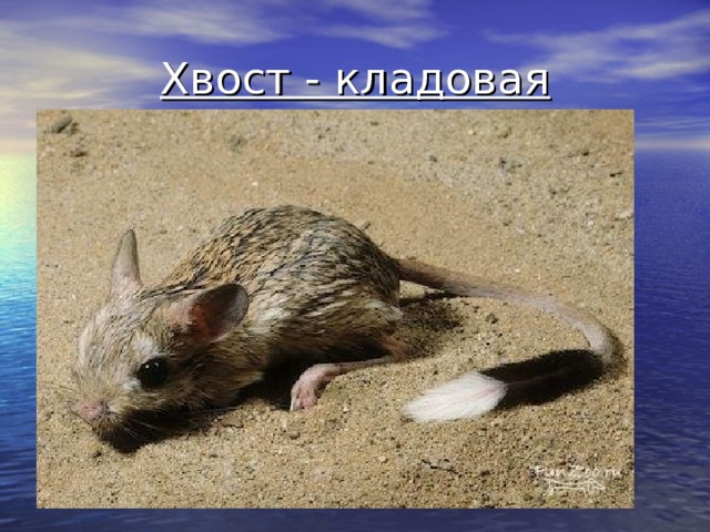 Хвост - кладовая 