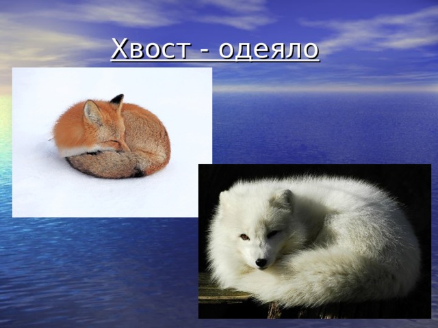 Хвост - одеяло  