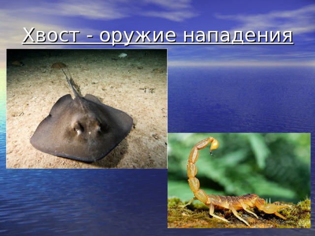 Хвост - оружие нападения 