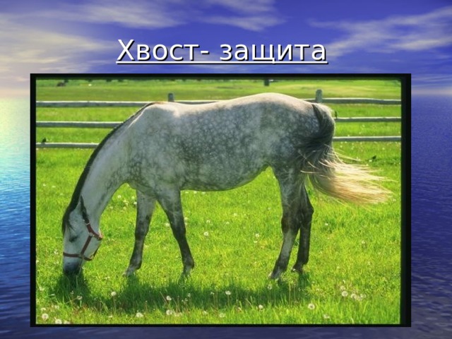 Хвост- защита  