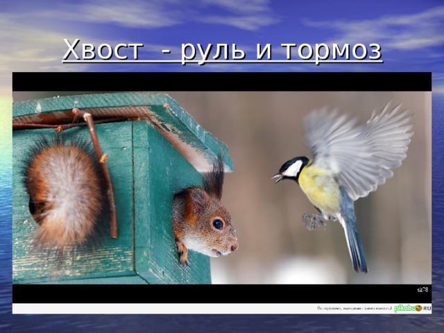 Хвост  - руль и тормоз 