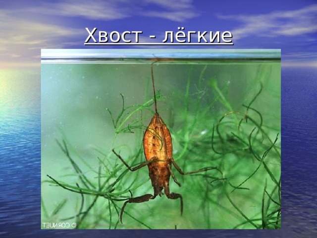 Хвост - лёгкие 