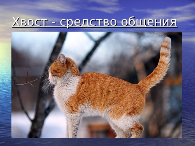 Хвост - средство общения 
