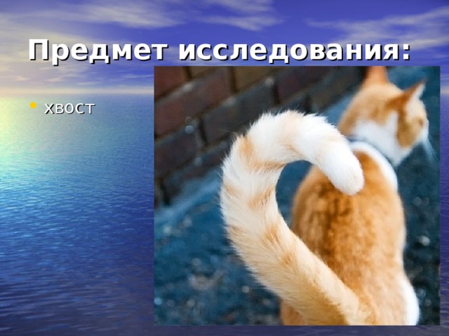 Предмет исследования: хвост  