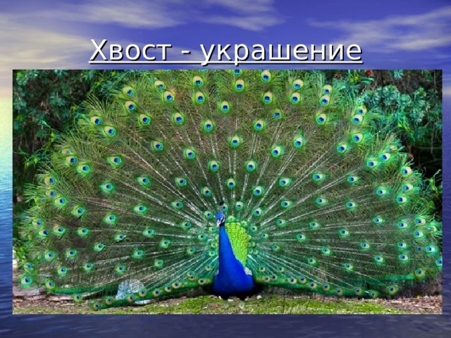 Хвост - украшение 