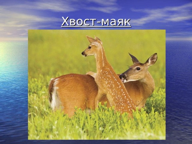 Хвост-маяк 