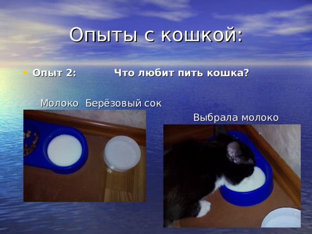 Опыты с кошкой: Опыт 2: Что любит пить кошка?   Молоко Берёзовый сок  Выбрала молоко 