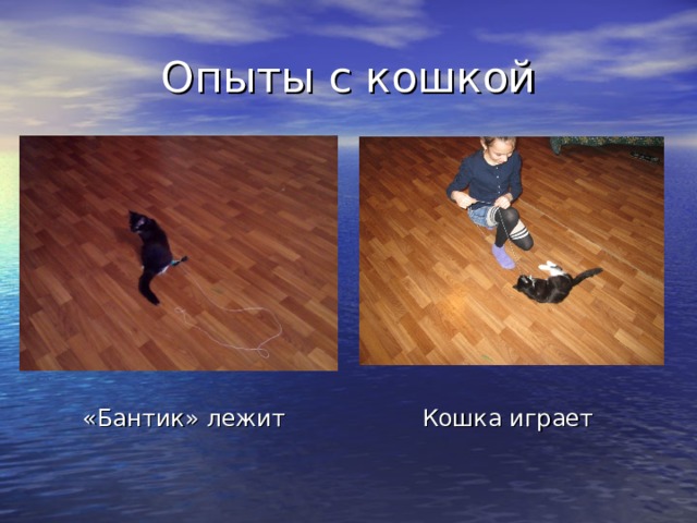 Опыты с кошкой Кошка играет «Бантик» лежит 