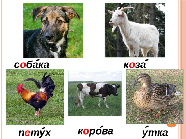 с о бака к о за к о рова утка п е тух 