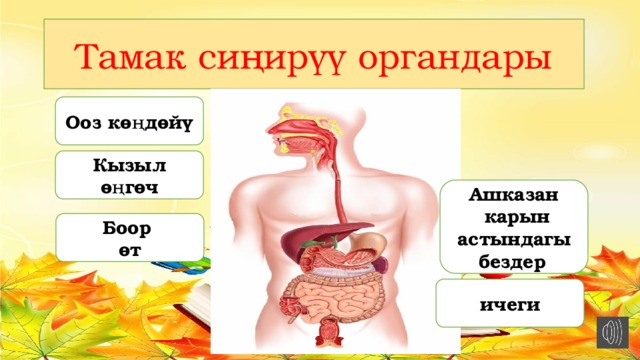 Тамак сиңирүү органдары Ооз көңдөйү Кызыл өңгөч Ашказан  карын астындагы бездер  Боор өт ичеги 