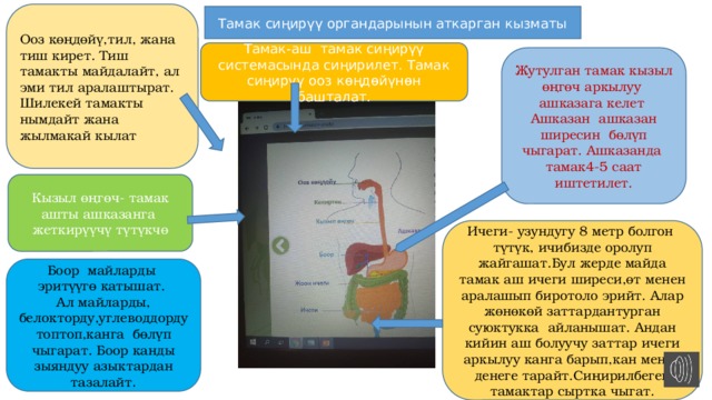Ооз көңдөйү,тил, жана тиш кирет. Тиш тамакты майдалайт, ал эми тил аралаштырат. Шилекей тамакты нымдайт жана жылмакай кылат Тамак сиңирүү органдарынын аткарган кызматы Тамак-аш тамак сиңирүү системасында сиңирилет. Тамак сиңирүү ооз көңдөйүнөн башталат. Жутулган тамак кызыл өңгөч аркылуу ашказага келет Ашказан ашказан ширесин бөлүп чыгарат. Ашказанда тамак4-5 саат иштетилет. Кызыл өңгөч- тамак ашты ашказанга жеткирүүчү түтүкчө Ичеги- узундугу 8 метр болгон түтүк, ичибизде оролуп жайгашат.Бул жерде майда тамак аш ичеги ширеси,өт менен аралашып биротоло эрийт. Алар жөнөкөй заттардантурган суюктукка айланышат. Андан кийин аш болуучу заттар ичеги аркылуу канга барып,кан менен денеге тарайт.Сиңирилбеген тамактар сыртка чыгат. Боор майларды эритүүгө катышат. Ал майларды, белокторду,углеводдорду топтоп,канга бөлүп чыгарат. Боор канды зыяндуу азыктардан тазалайт . 