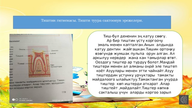 Тиштин гигиенасы. Тишти туура сактоонун эрежелери. Тиш-бул дененин эң катуу сөөгү. Ар бир тиштин үстү коргоочу  эмаль менен капталган.Анын алдында катуу дентин жайгашкан.Тишин ортоңку өзөгүндө жумшак пульпа орун алган. Ал аркылуу нервдер жана кан тамырлар өтөт. Ооздогу тиштер ар түрдүү болот.Маңдай тиштери менен ал алманы оңой эле тиштеп коёт Азуулары менен этти чайнайт.Азуу тиштердин үстүнкү урчуктары тамакты майдалоого ылайыктуу.Тамактанган учурда тиштер көп иштерди аткарат .Алар тиштейт ,майдалайт.Тиштер көпкө сакталыш үчүн аларды коргоо зарыл 