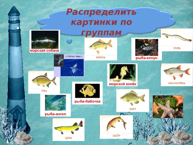 Распределить картинки по группам 