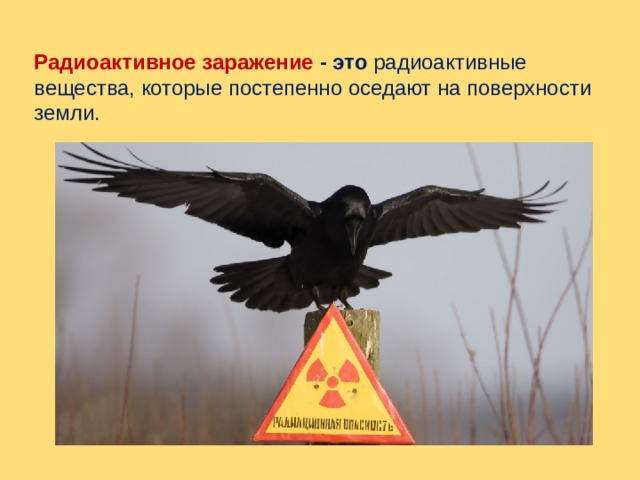 Радиоактивное заражение - это радиоактивные вещества, которые постепенно оседают на поверхности земли. 